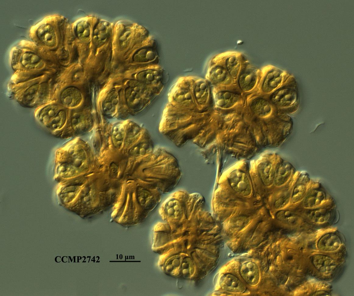 CCMP2742 | NCMA at Bigelow Laboratory